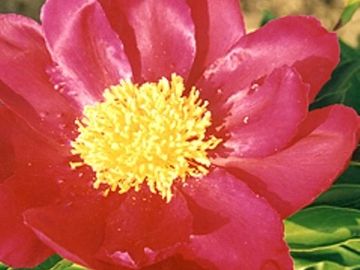 Single; large, opens deep red, petals overlapping in a double layer surround a bright yellow center.