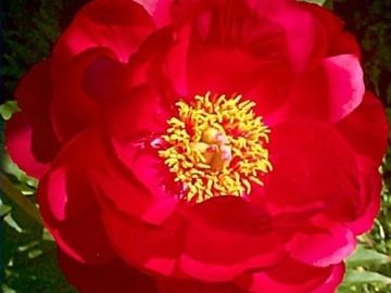 Many scarlet red, ruffled petals may nearly hide the small center of yellow stamens. 