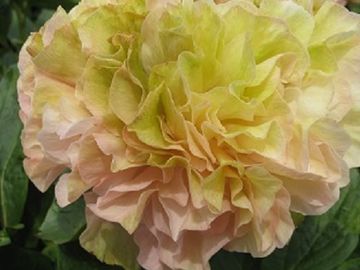Full double; medium size flower, opens multicolor, pink, salmon, and green shades.