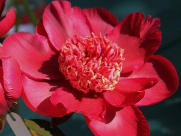 Japanese; large, opens clear dark red. Guard petals, rounded and overlapping, surround a golden red 