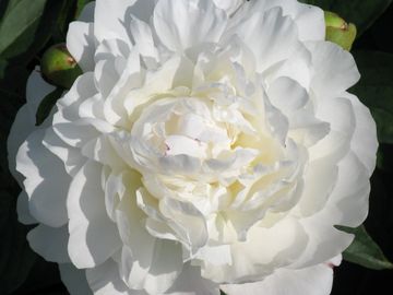 Very fragrant, full double; all white, may show a blush of pink upon opening in a cool spring.