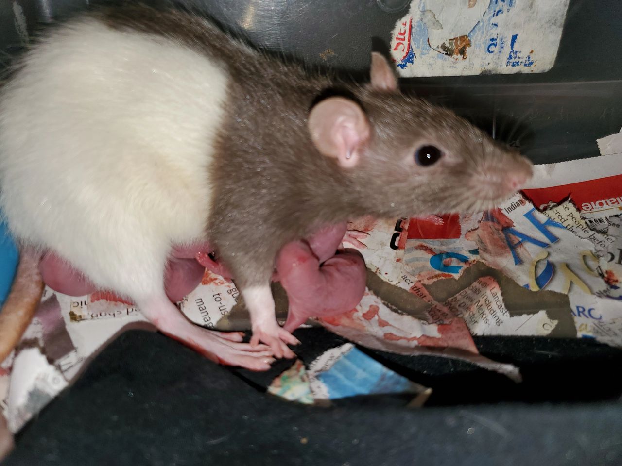 Our Pet Rat Alice Has Given Birth To 11 Baby Rats All For Sale