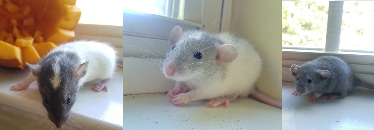 Dumbo Rats Look At These Beauties