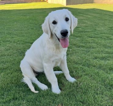 Happy white puppy sitting on grass.