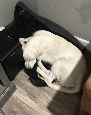 White dog curled up and sleeping on a black bed.