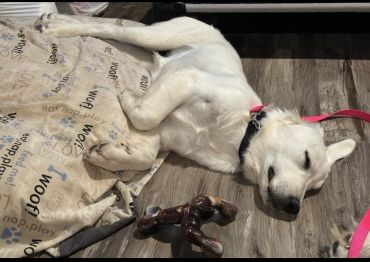 White dog sleeping on a blanket with a toy.