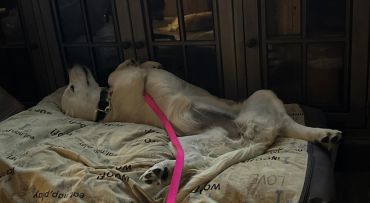 Dog lying on bed on its back with a pink leash.