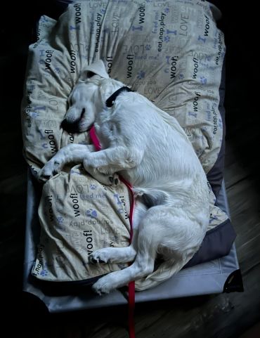 White dog sleeping on a cushioned bed.