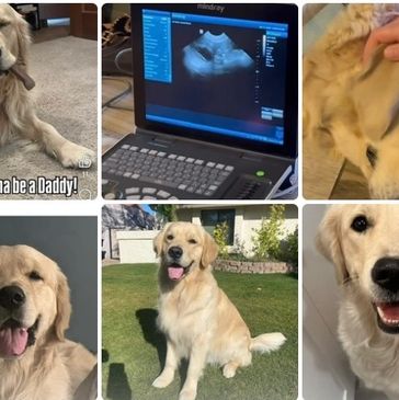 A golden retriever is about to become a daddy, shown through ultrasound and happy moments.