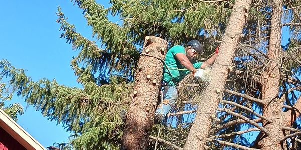 pine tree removal, professional and quality tree service, arborist, licensed and insured