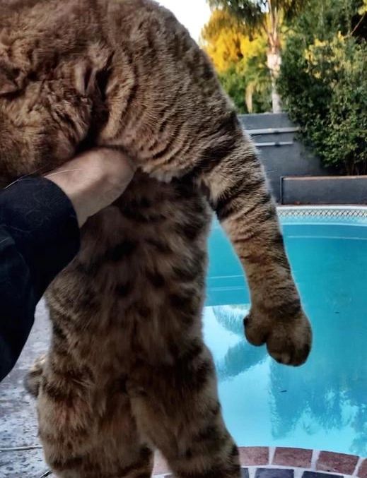 bobcat domestic cat hybrid