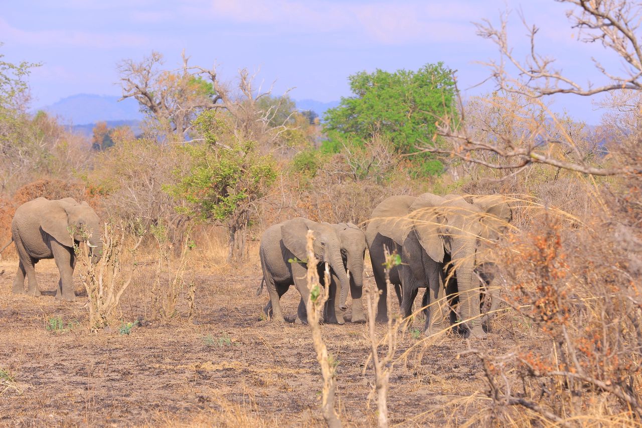 The image captures a serene moment in a wild savannah setting, with a group of elephants meandering through the arid landscape. The elephants, varying in size from mature ones to younger members, are surrounded by sparse vegetation consisting of dry grasses, shrubs, and leafless trees. The background reveals a horizon with distant hills or mountains under a clear sky. The earthy tones of the elephants blend harmoniously with the natural colors of their surroundings, evoking a sense of tranquility and coexistence.