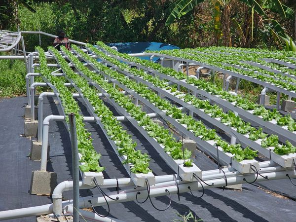 10 day old Eden lettuce in our hydroponic system