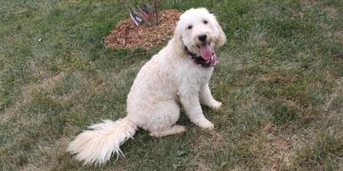 A happy white fluffy dog sitting on grass with its tongue out.