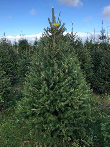 Lowerfields Farm Christmas Tree Shop