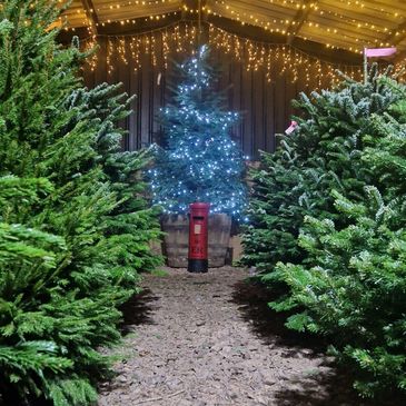Rows of Nordmann Fir Christmas trees growing at Lowerfields Farm near Devizes.