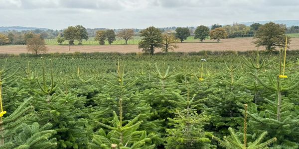 Lowerfields, Devizes Christmas Trees