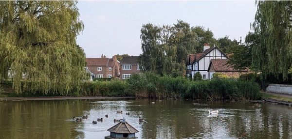 Tranquil pond with ducks and traditional houses in the background.