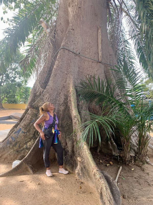 CEO is assessing the size of this old tree in the Volta Region, Ghana (2023)