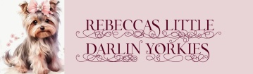 REBECCA'S LITTLE DARLIN' YORKIES