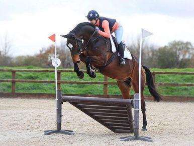 reputable dealers for allrounders/RC horses in South West