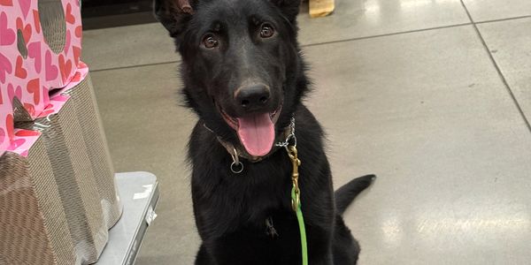 Ziggy 
This pup loves to train!