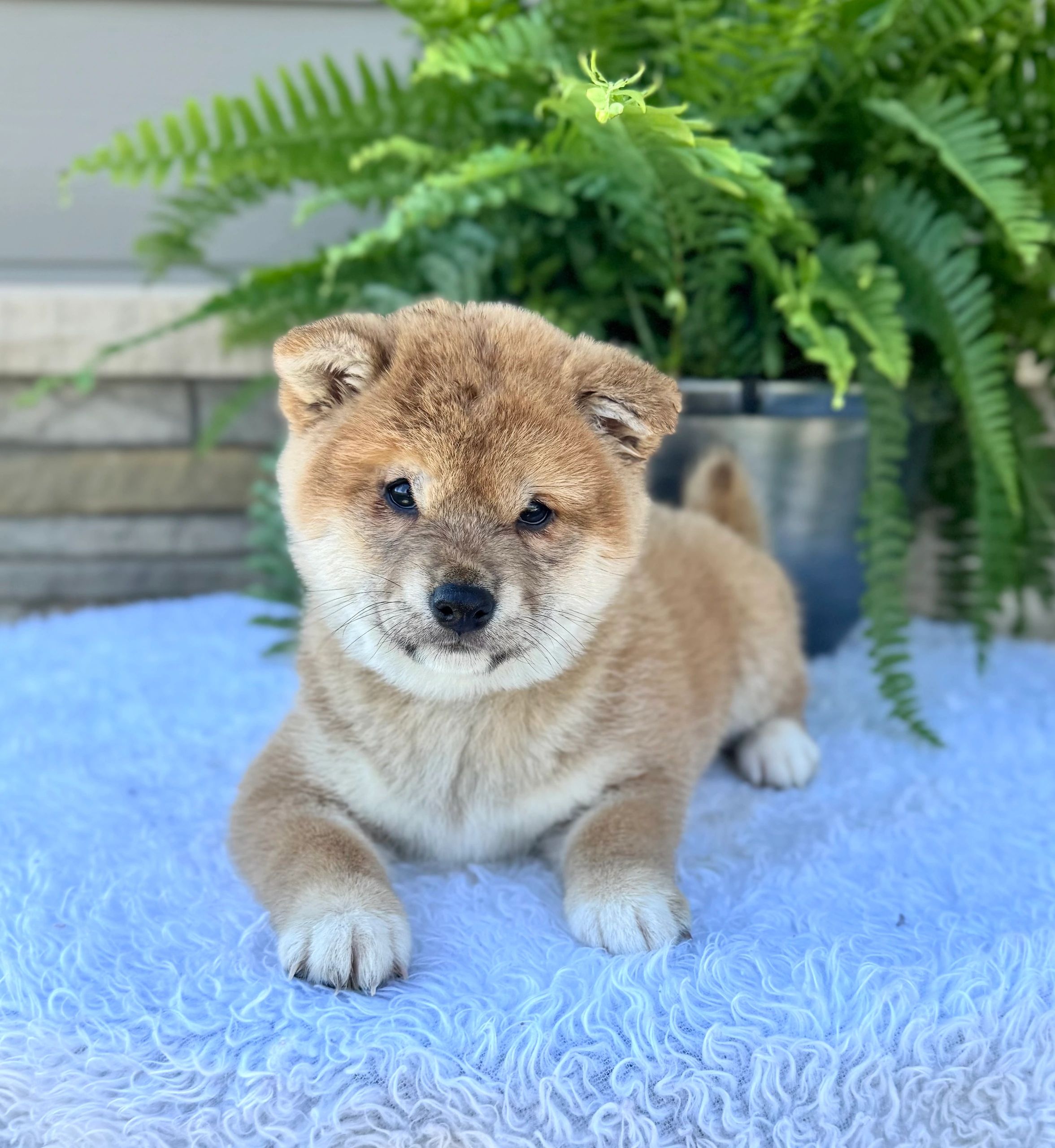 Dakota Shibas - Puppies, Shiba Inu Puppies, Puppies