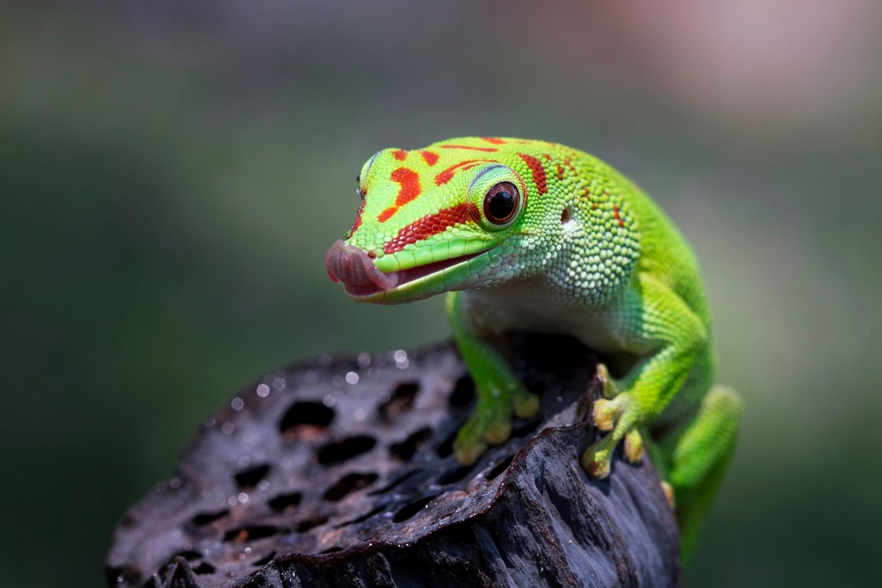 2024 Tulare Reptile Show