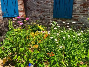 Make your garden pollinator friendly with these tips