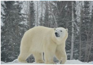 Polar Bear Habitat, Cochrane, ON