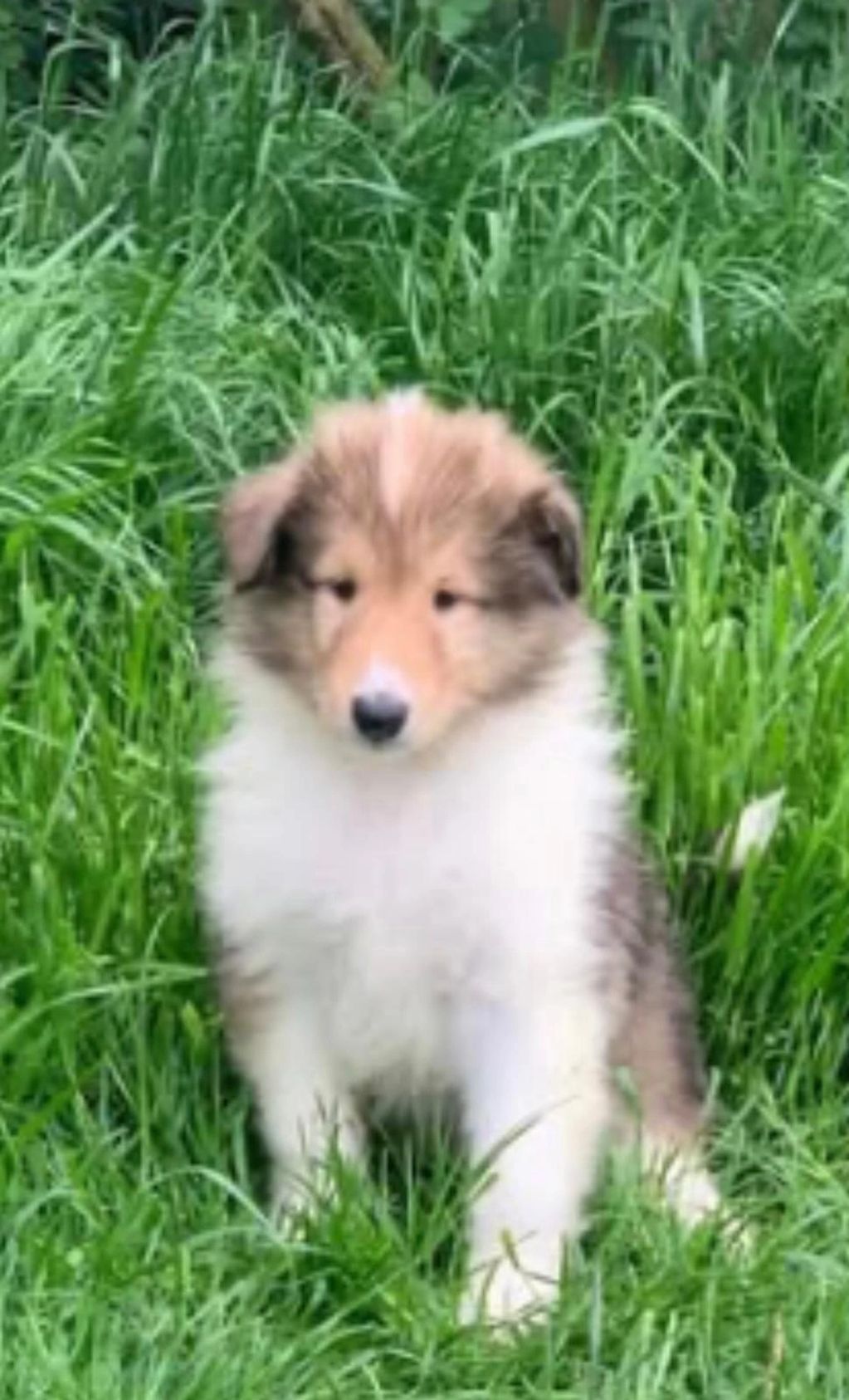 Fluffy puppy sitting in lush green grass.