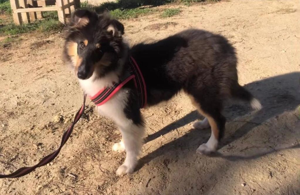 A fluffy black and white dog with a pink harness standing on dirt ground.