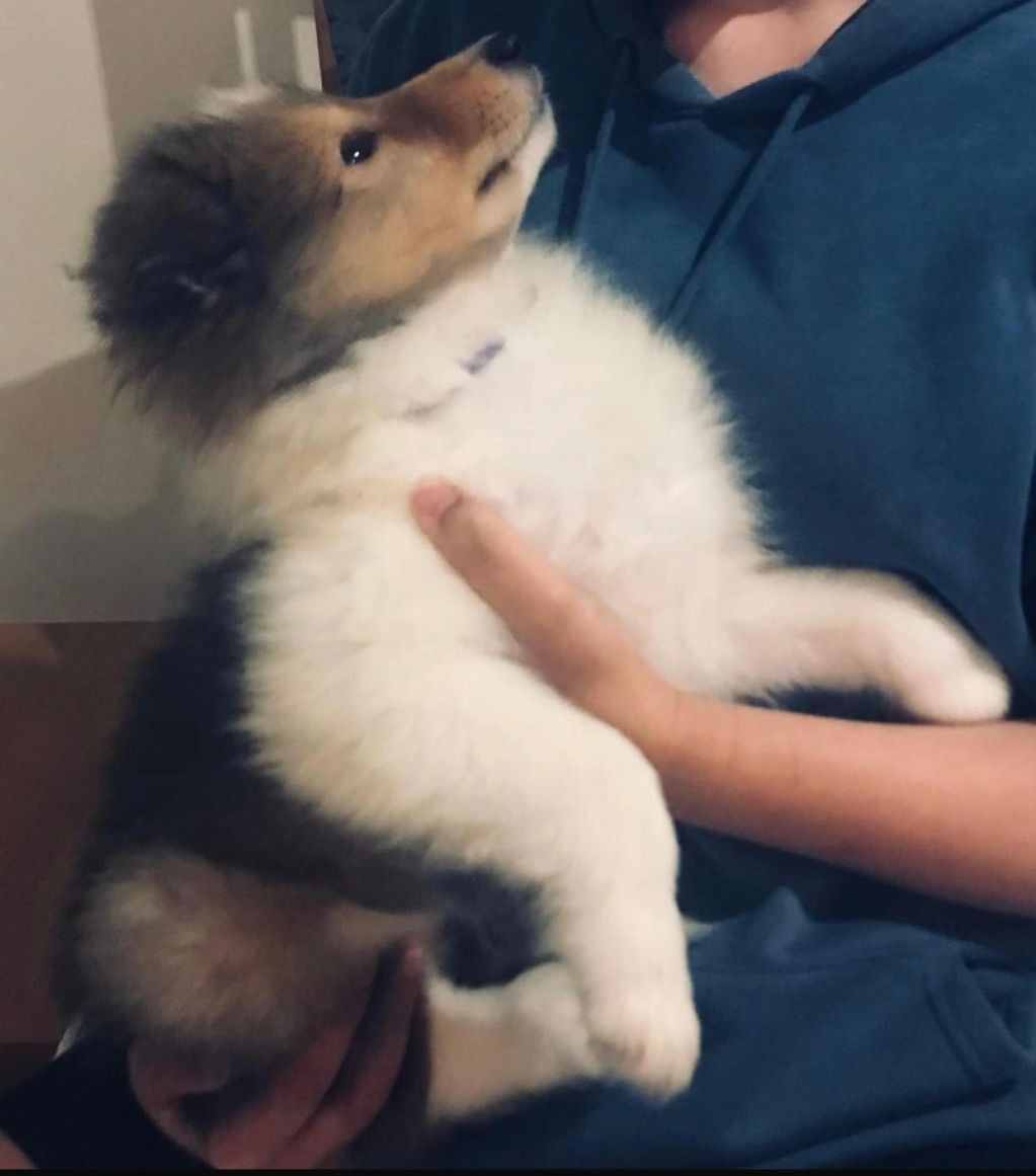 Fluffy puppy looking up while being held gently.