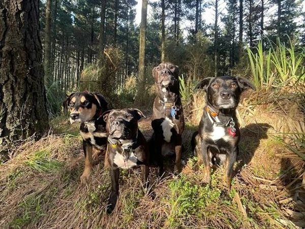 Four dogs posing in a forest clearing.