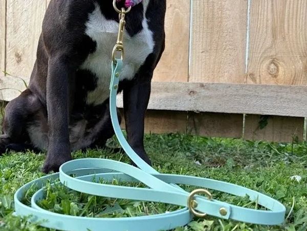 Black and white dog with a mint green leash sitting on grass.