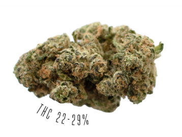Pink Gas is an indica strain, with THC potency of 22-29%