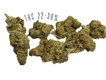Ventura Dawg is a sativa-dominant strain, with THC potency of 22-30%