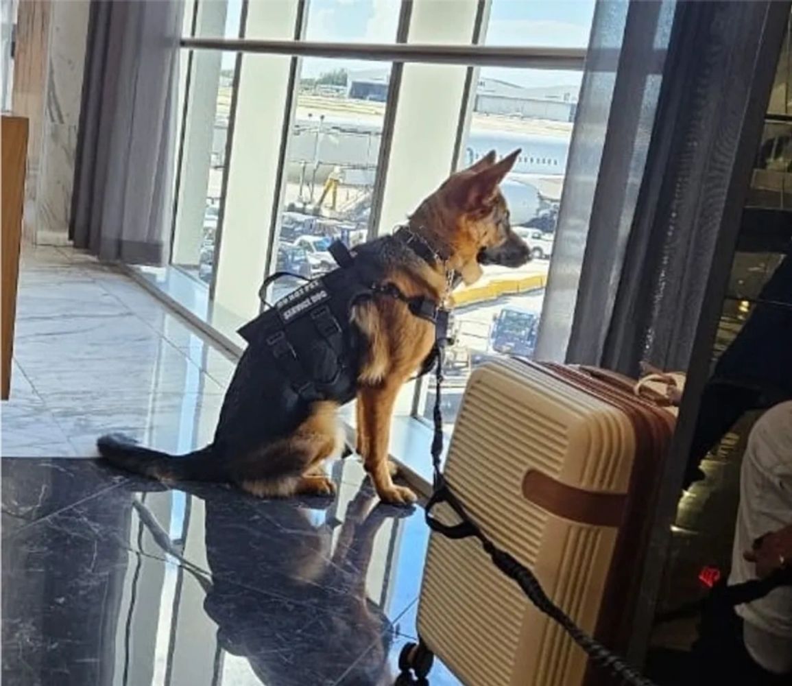 A service dog sitting by a suitcase near a large airport window.