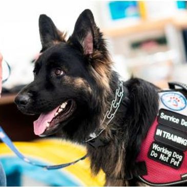 Service dog in training wearing a vest with warning patches.