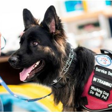 Service dog in training wearing a vest with warning patches.