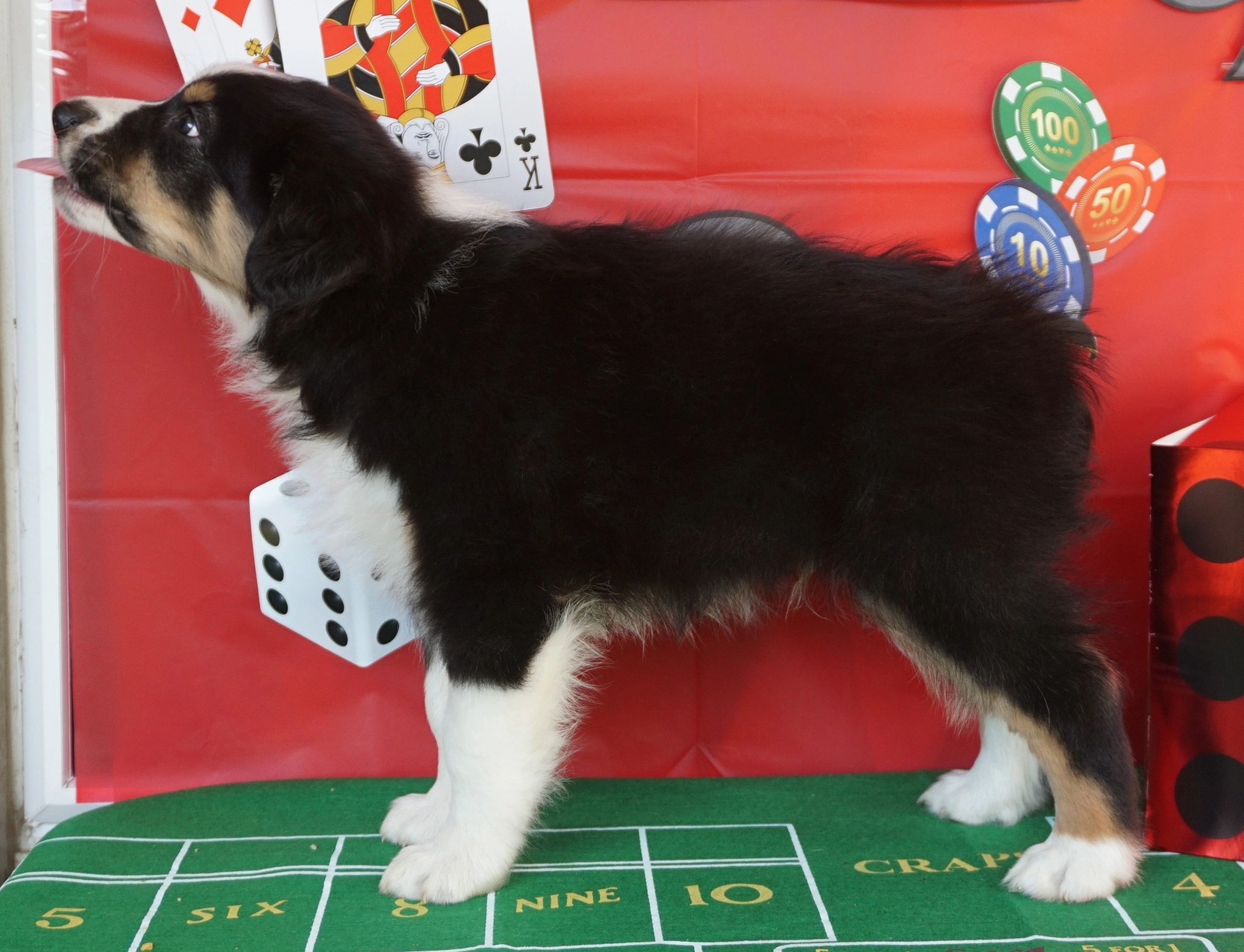 BlackJack - Black Tri Boy