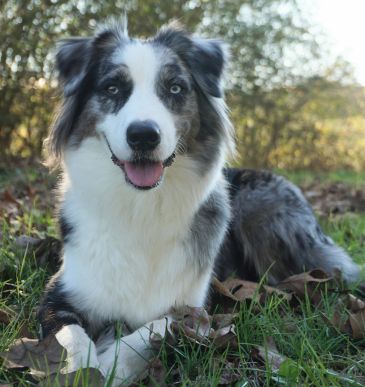 Blue merle Australian Shepherd lying on grass.