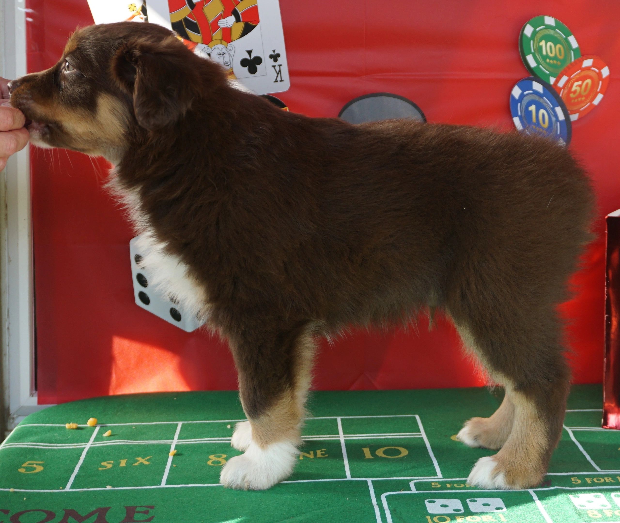 Gambler - Red Tri Boy