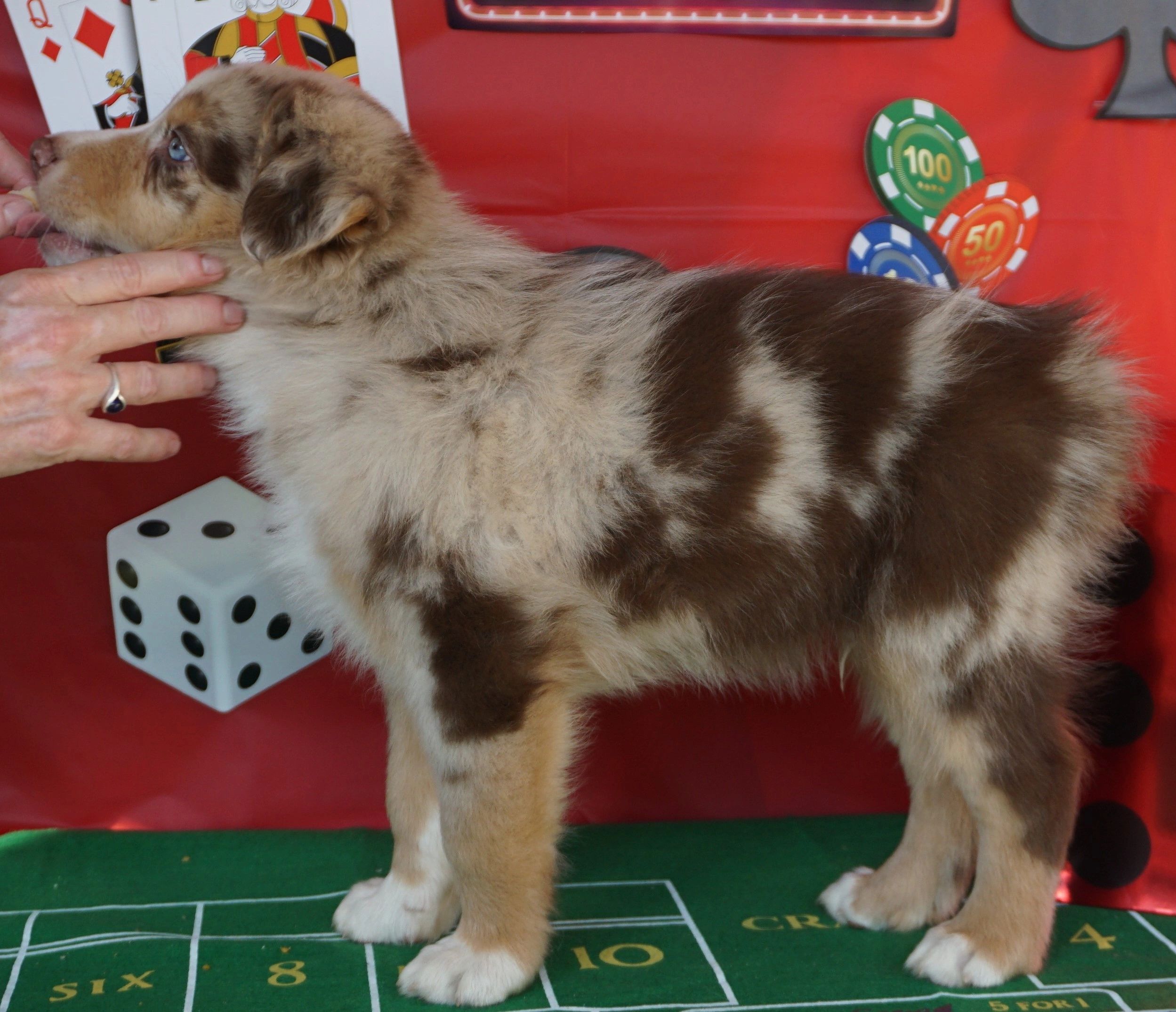 Six - Red Merle Boy
