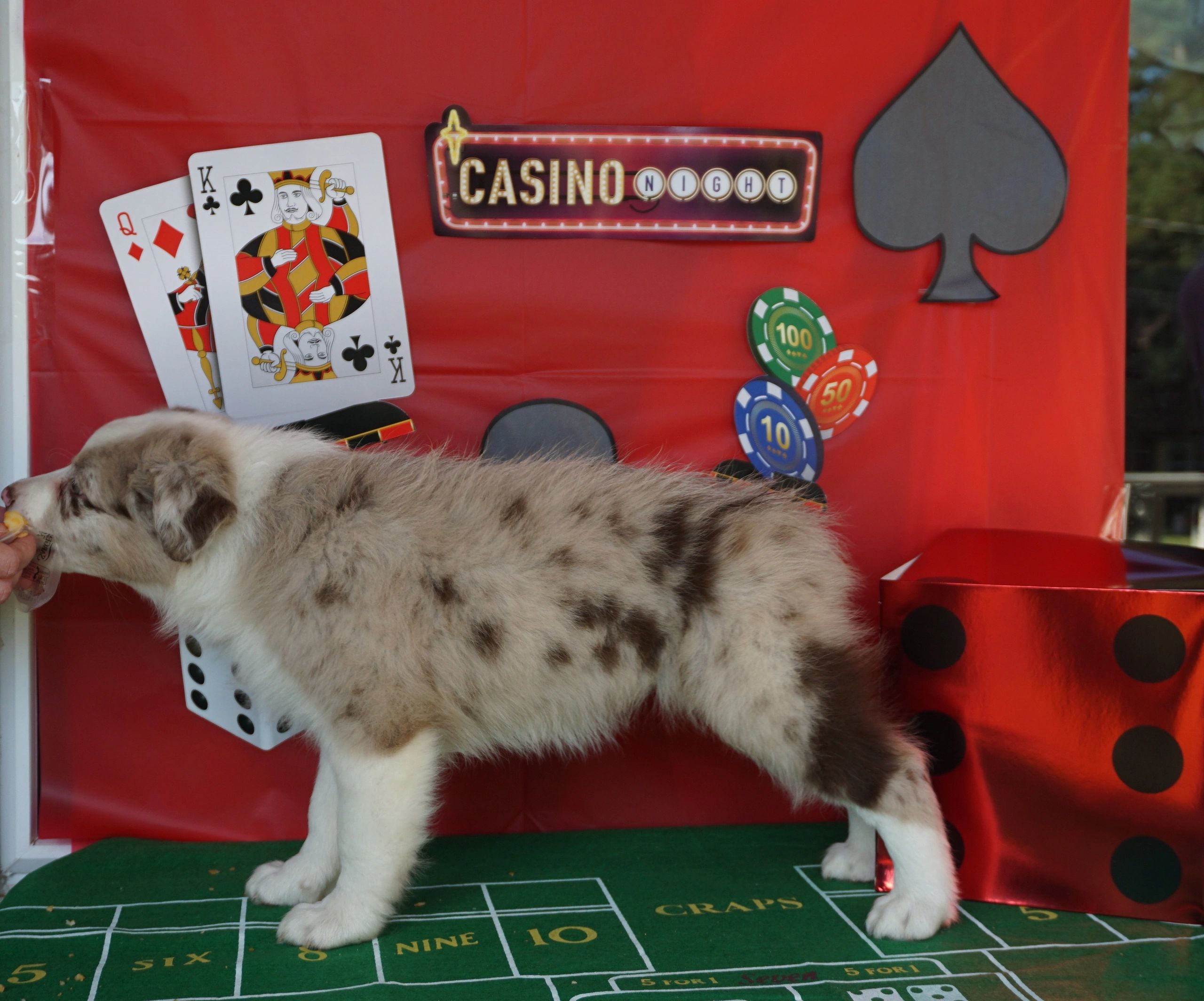 Vegas - Red Merle Girl