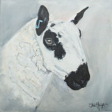 Kerry Hill sheep, painting, greetings card
