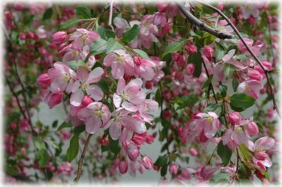 Malus halliana or Hall crabapple