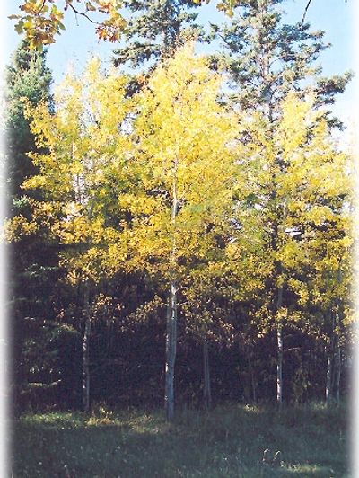 Quaking aspen