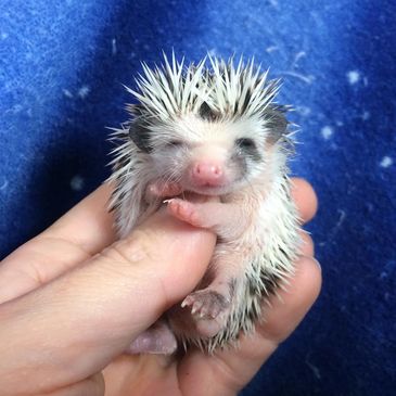 Available baby hedgehogs for sale in Tuscaloosa AL available adult hedgehogs for sale in Alabama