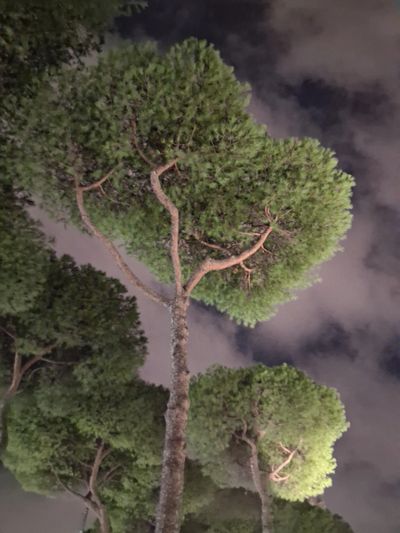 Tall pine trees against a cloudy night sky.